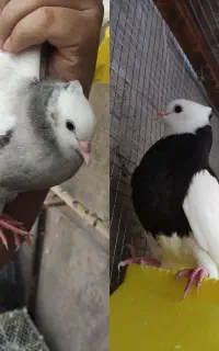 کبوتر طوقی