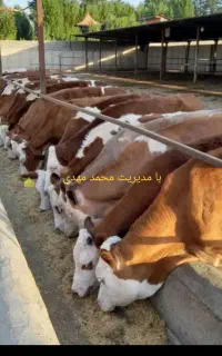گوساله استان گلستان بندرترکمن