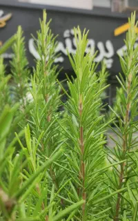 صندوقدار خانم با بیمه