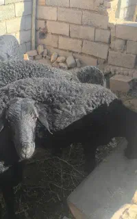 قوچ قره قزل