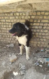سگ نگهبان قدرجونی