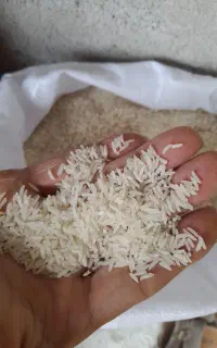 برنج و سرلاشه فجر سوزنی پارساله