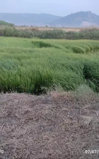 بذر شالی دم سیاه
