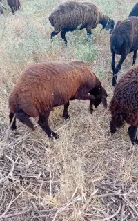 بره نر