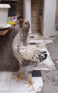 مرغ
