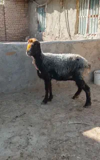 میش جوون