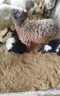 بره سبک