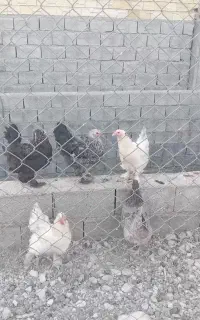 فروش مرغ برهما