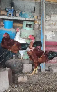 ۳عددخروس محلی