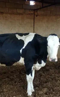نوبر داشتی درجه یک