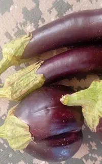 بادمجان