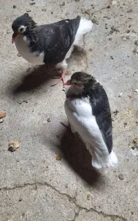 بار کفتر