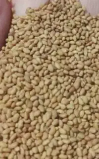 یونجه چهارفصل