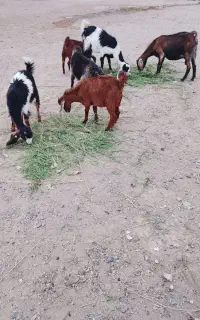 گوسفند مری