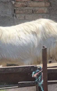 بز و بز غاله