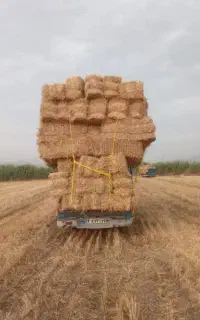 پرس (پخل) گندم