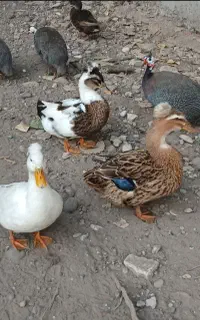 اردک کاکلی