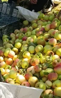 سیب پادرختی ضایعات