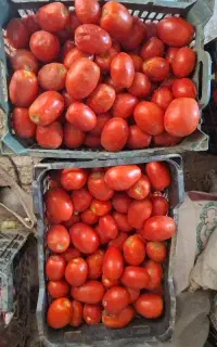 گوجه فرنگی فله‌ای