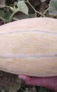 خربزه مشهدی تازه
