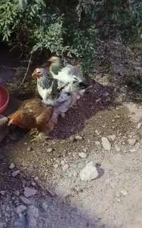 مرغ خروس