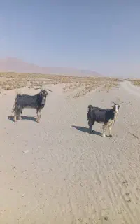 پازن