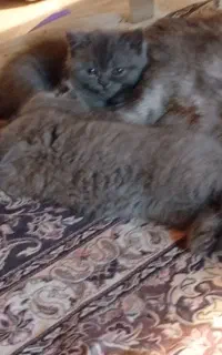بچه گربه