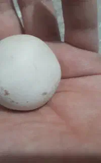 سنگ  اصل فروشی