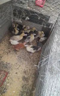 اردک اسراییلی