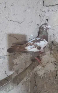 کبوتر ماده