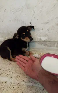 سگ ژرمن