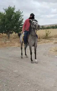اسب مادیان نیلی