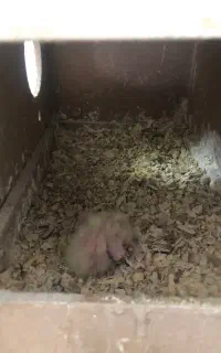 عروس هلندی مولد همراه با دو جوجه