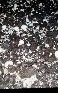 کود کمپوست قارچ برای باغها و درختان