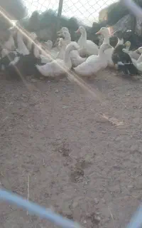 اردک سالم