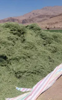 یونجه ذرت علوفه سبوس تفاله جو  تفاله چغندر جو ذرت