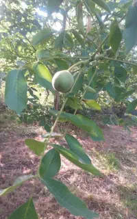 علف تراشی و سم پاشی