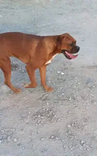 سگ باکسر نر