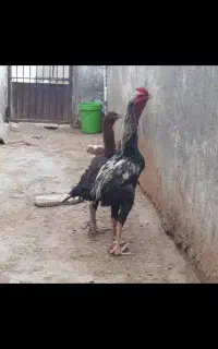 تخم لاری اصیل