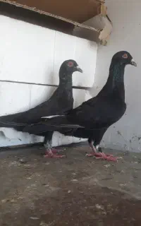 کبوتر قارا سیاه زیل سیاه مراغه ای تعاونی ۳۰۰
