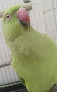طوطی ملنگو