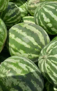 هندوانه بشرط