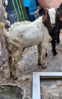 نر مست