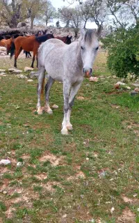 اسب مادیون