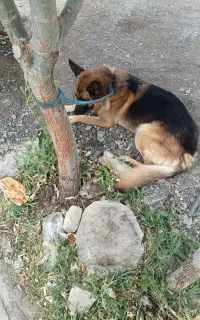 پیدا شده