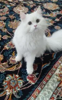 دو عدد گربه سیاه و سفید
