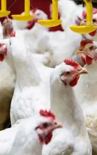 استخدام کارگر سالندار