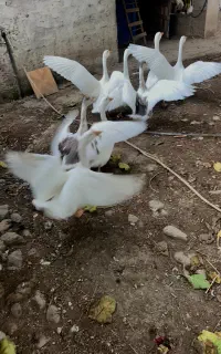 قو غاز