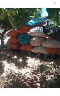 فروش کاه عدس