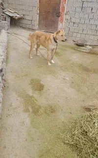 یک عدد سگ سرابی